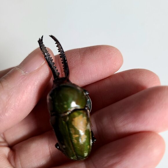 Vintage realistic looking green scarab pin. Bug unisex pin. - Picture 2 of 10